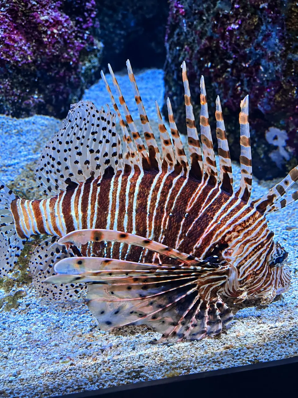 Poisson-lion en aquarium