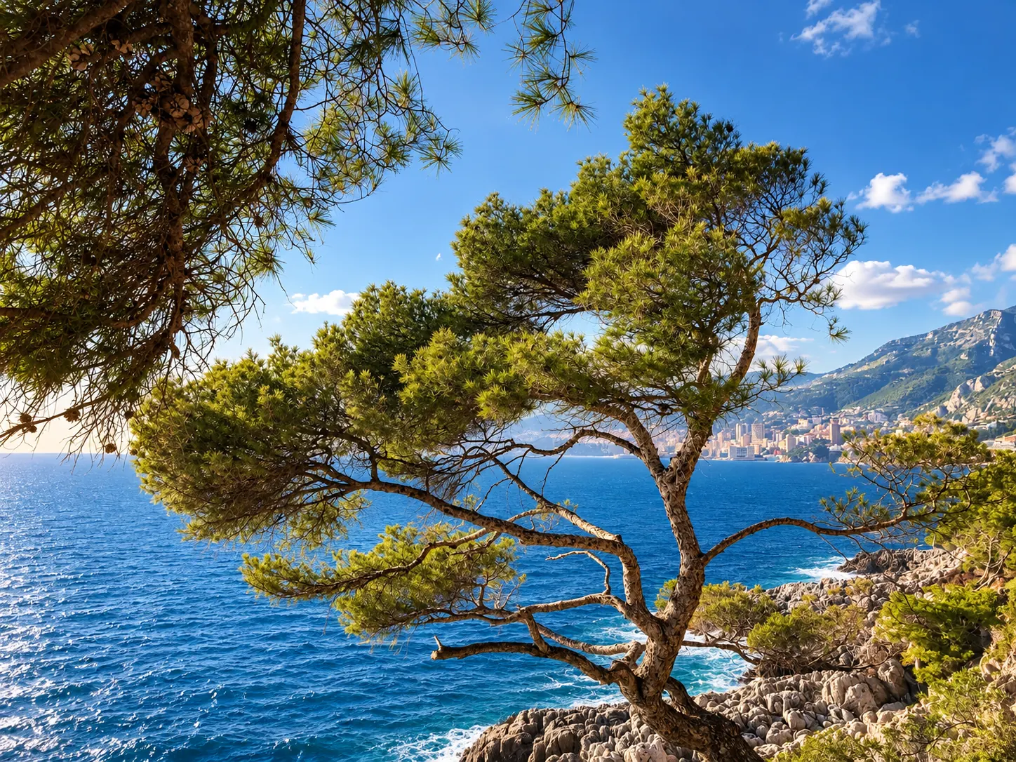 Pin parasol au-dessus de la mer sur le sentier du Cap-Martin, Roquebrune-Cap-Martin